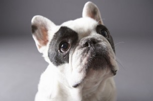 Donnez un nom à notre Bulldog Français
